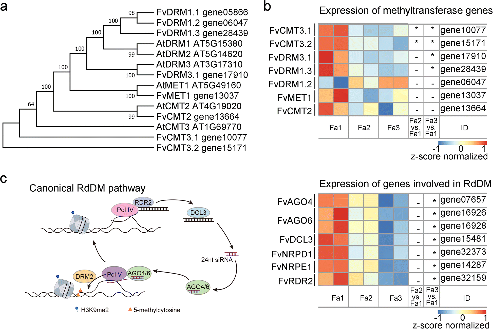 Downregulation of RdDM during strawberry fruit ripening