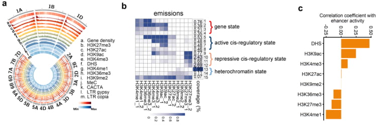 The bread wheat epigenomic map reveals distinct chromatin architectural and evolutionary features of functional genetic elements