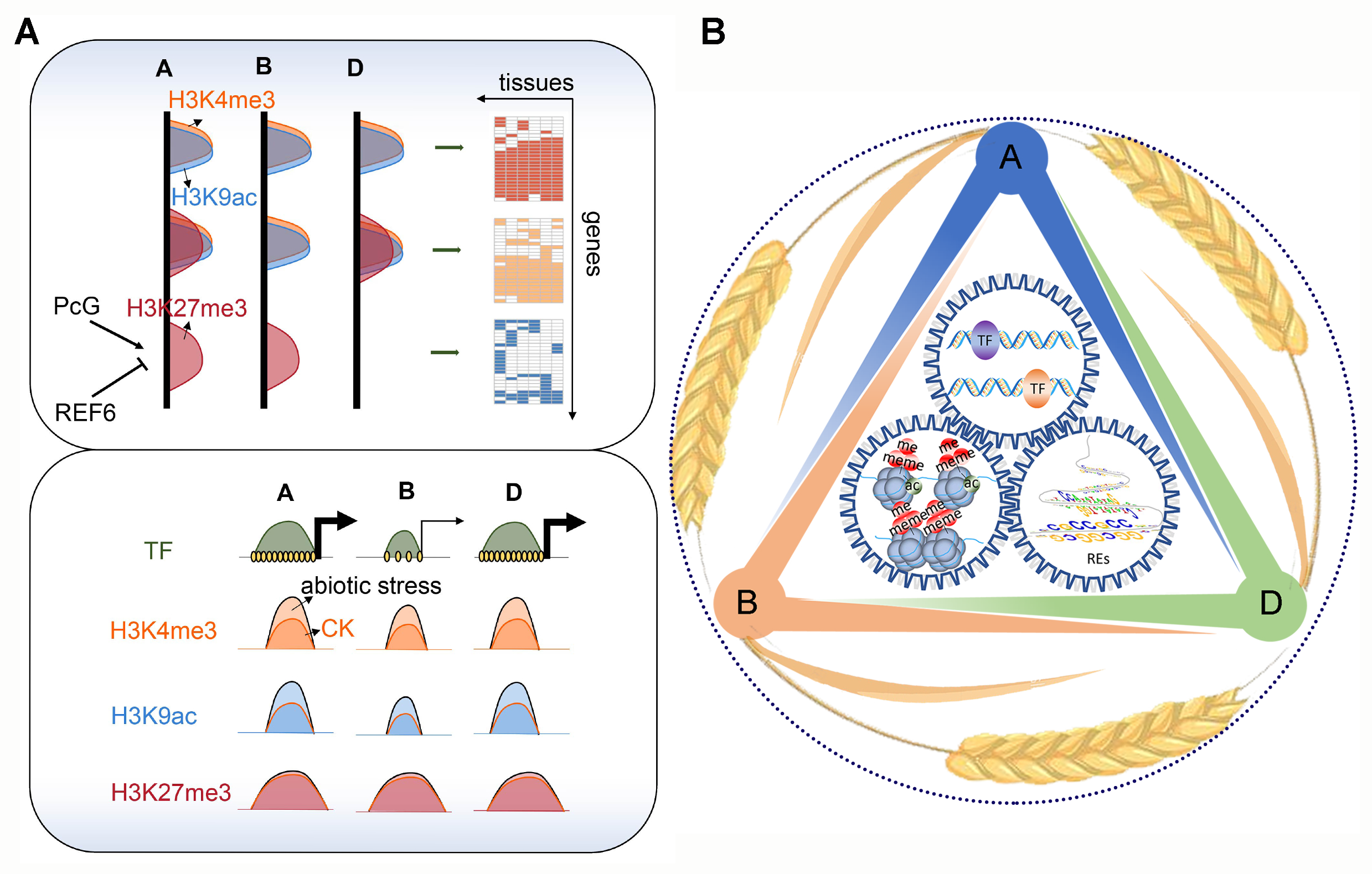 An atlas of wheat epigenetic regulatory elements reveals subgenome-divergence in the regulation of development and stress responses